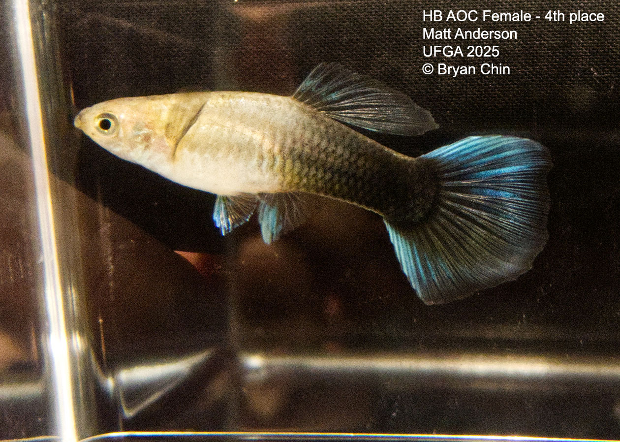 Guppy Female  HB Blue